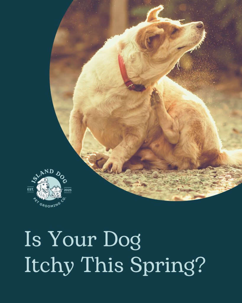 How Grooming Helps Prevent Seasonal Skin Problems