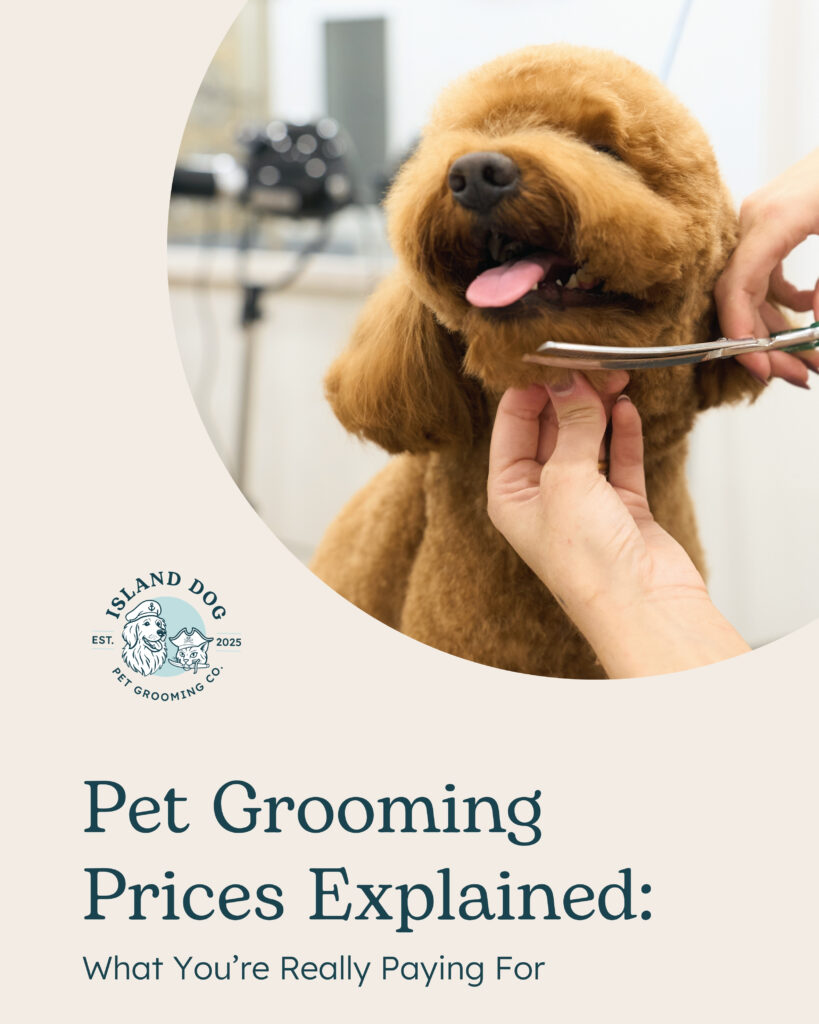 Pet Grooming Prices Explained: What You’re Really Paying For