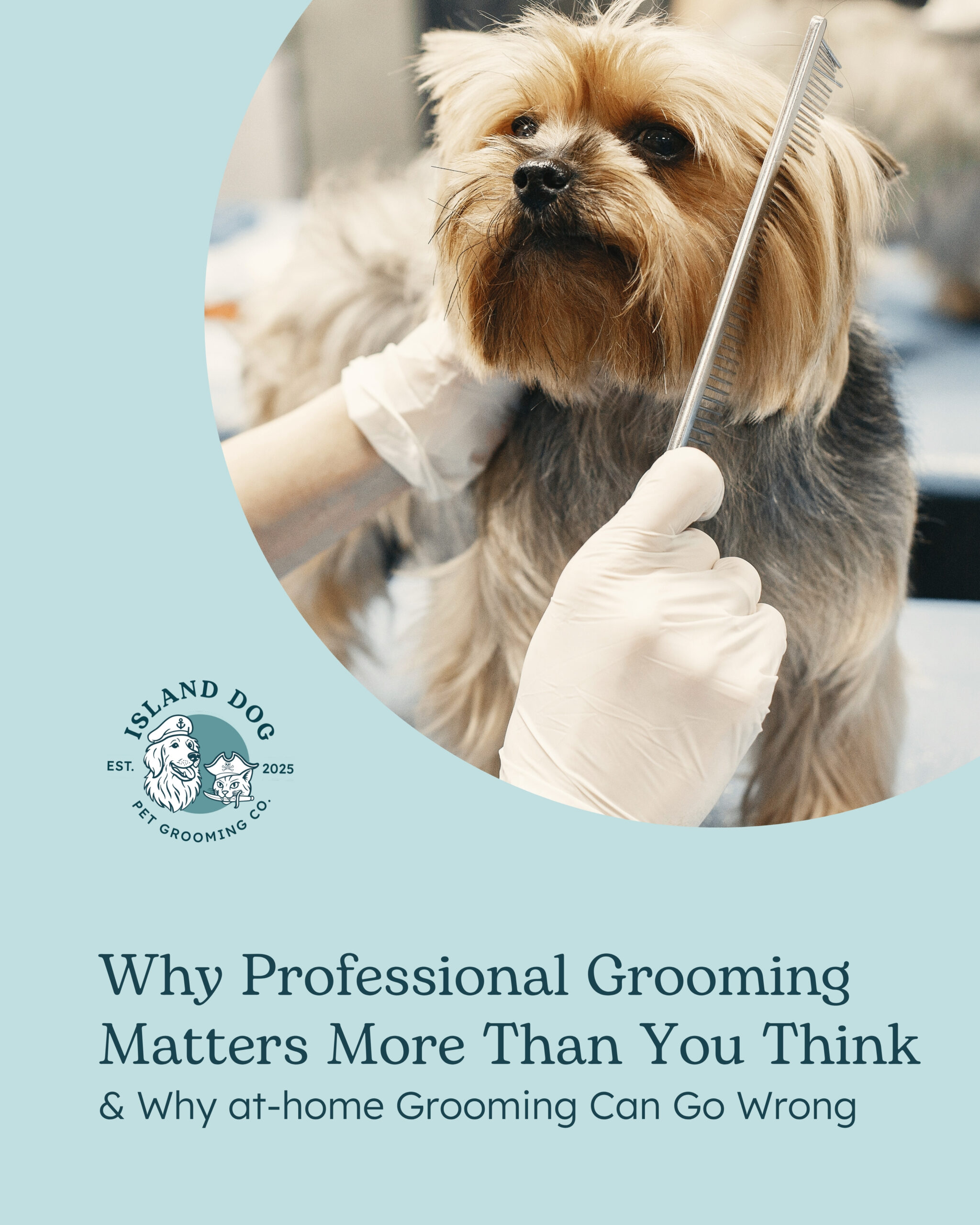 Why Professional Dog Grooming Matters More Than You Think