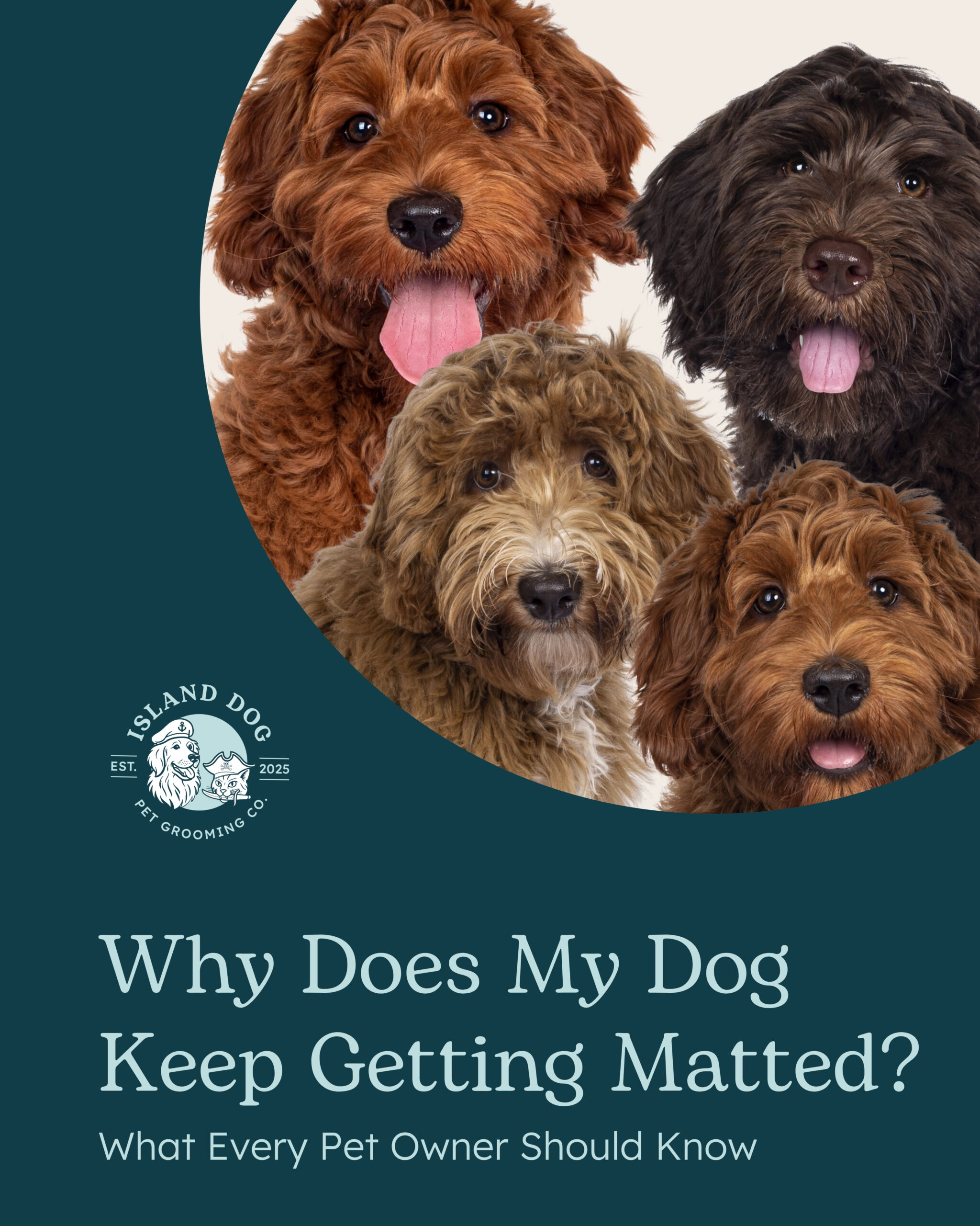 Why Does My Dog Keep Getting Matted? What Every Pet Owner Should Know