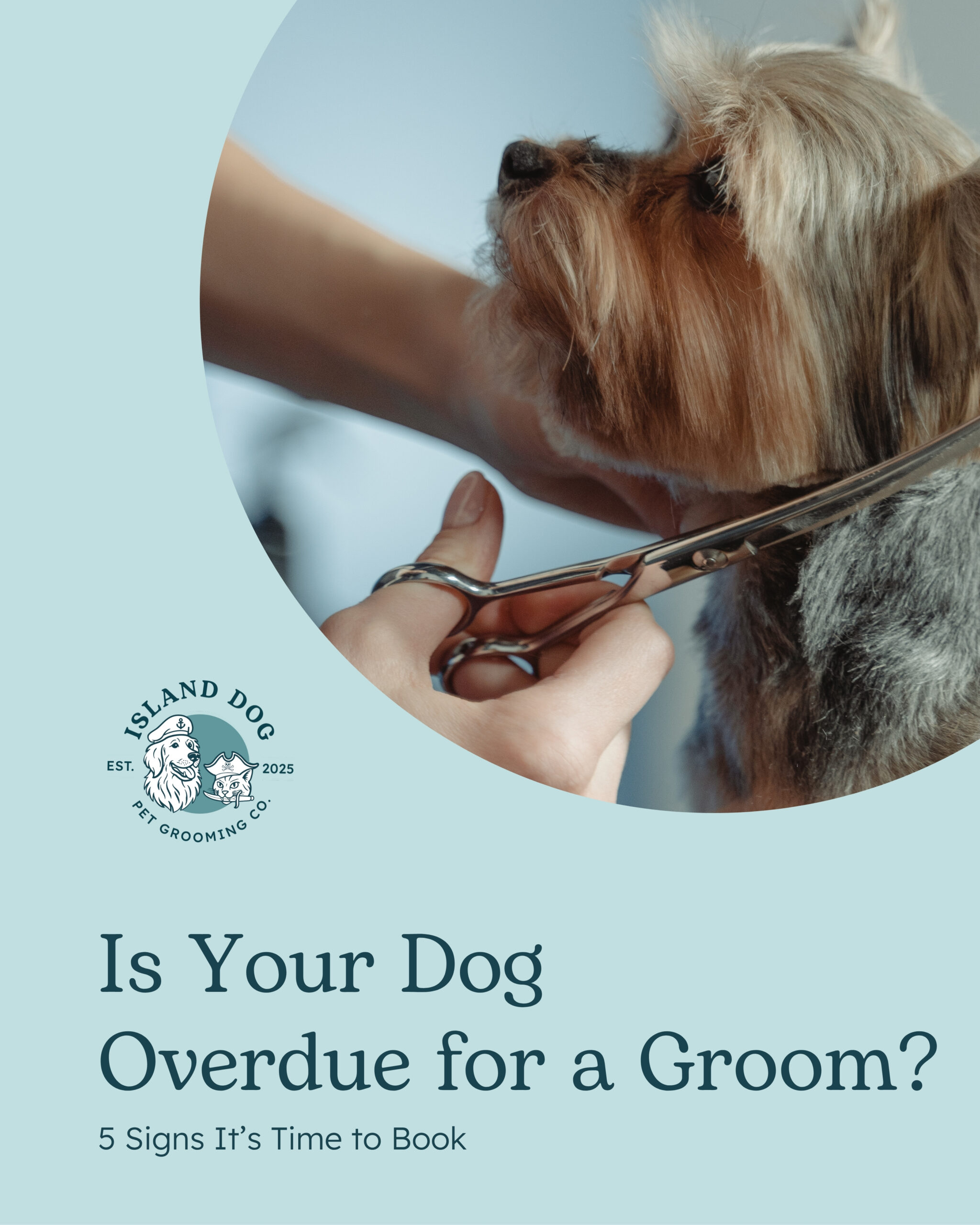Is Your Dog Overdue for a Groom? 5 Signs It’s Time to Book