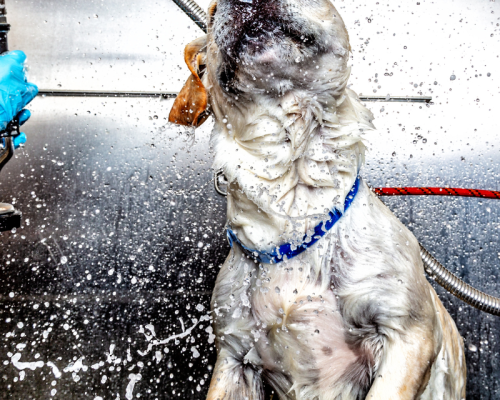 island dog groomers (1)