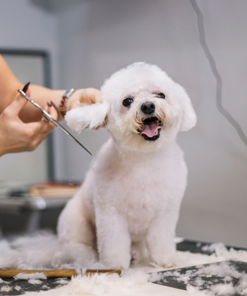 island dog groomers (2)