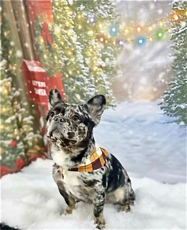 Instagram post from islanddoggroomingco. This post is in position 4.