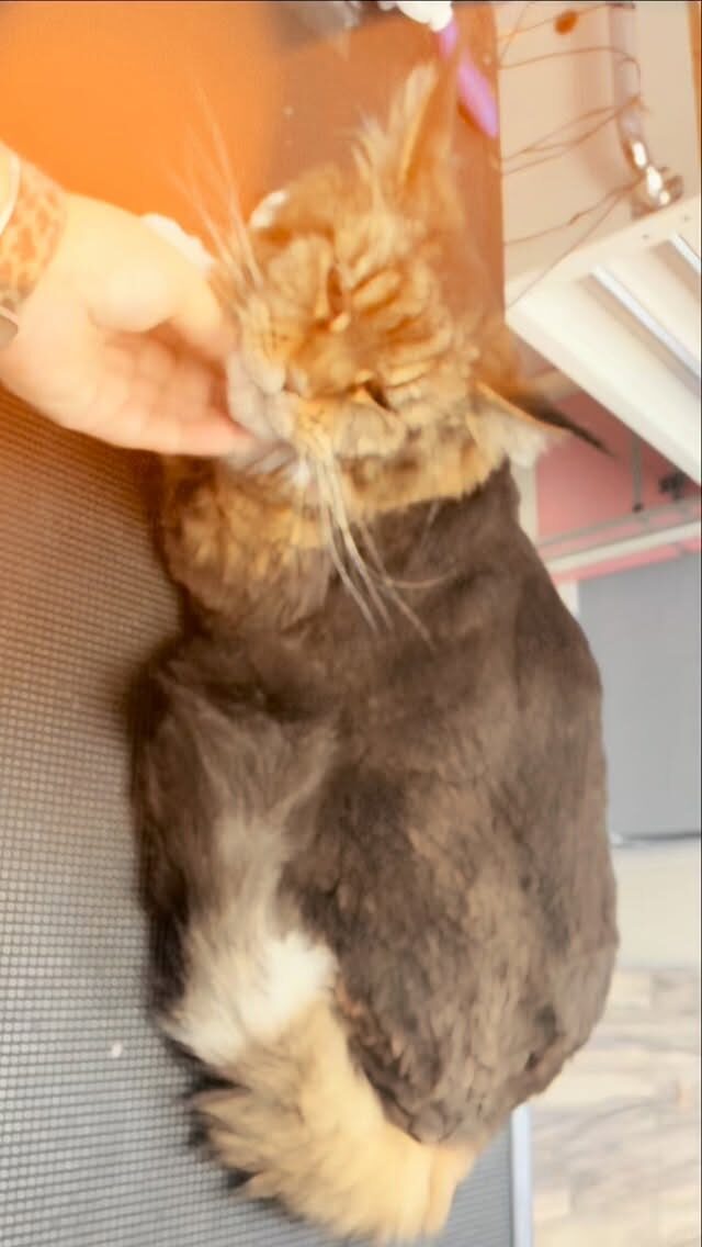 Instagram post from islanddoggroomingco. This post is in position 1.