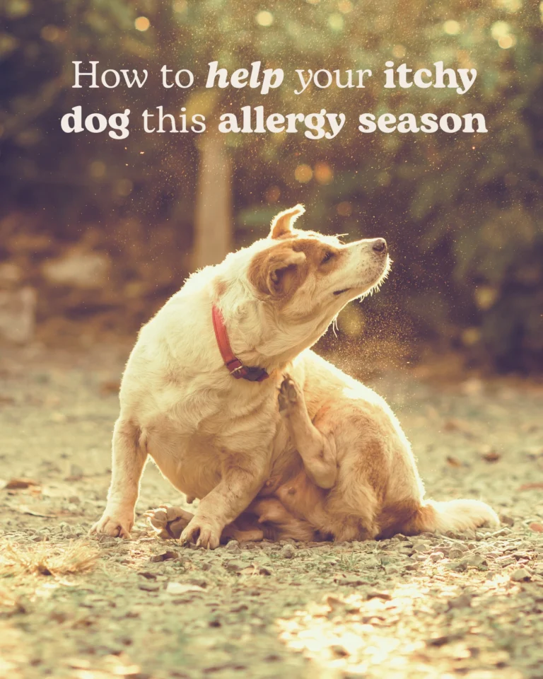 Instagram post from islanddoggroomingco. This post is in position 8.