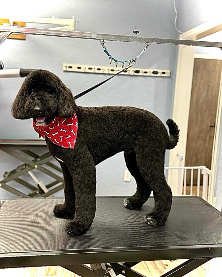 Instagram post from islanddoggroomingco. This post is in position 6.