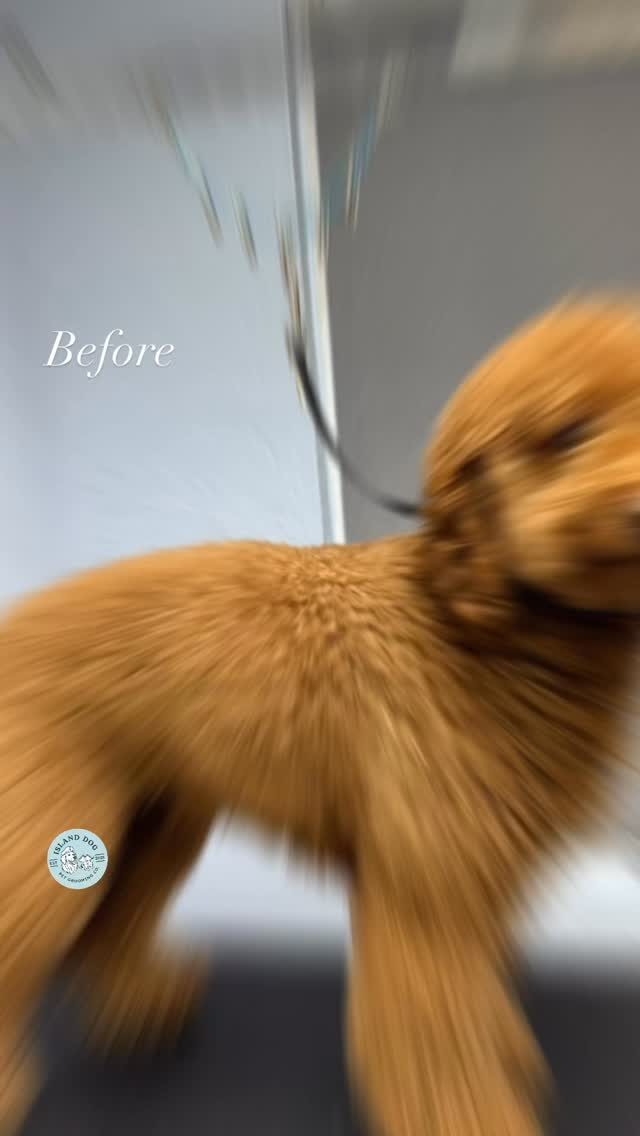 Instagram post from islanddoggroomingco. This post is in position 7.