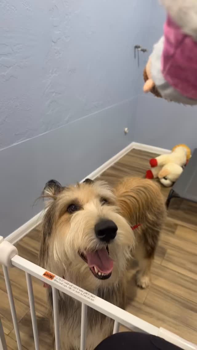 Instagram post from islanddoggroomingco. This post is in position 2.