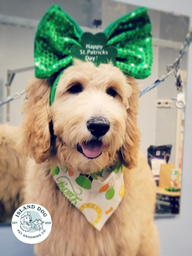 Instagram post from islanddoggroomingco. This post is in position 3.