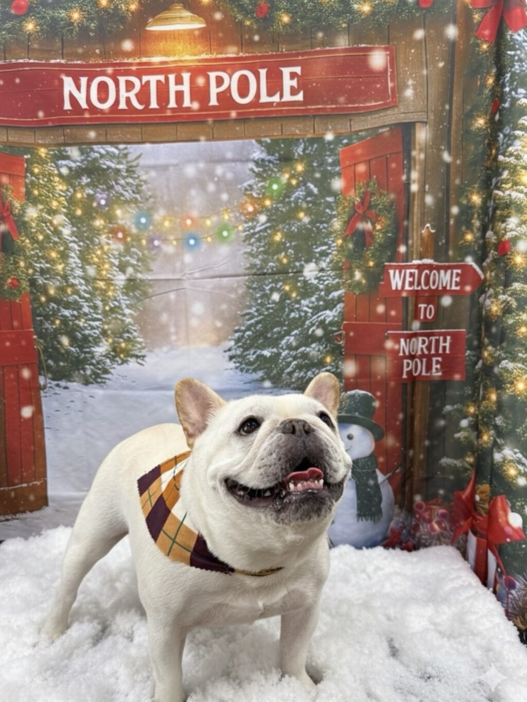 Instagram post from islanddoggroomingco. This post is in position 2.