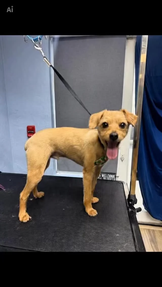 Instagram post from islanddoggroomingco. This post is in position 5.