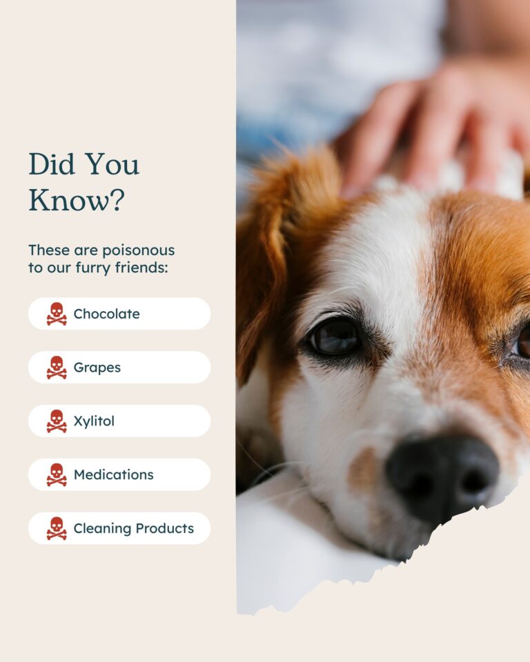 Instagram post from islanddoggroomingco. This post is in position 8.