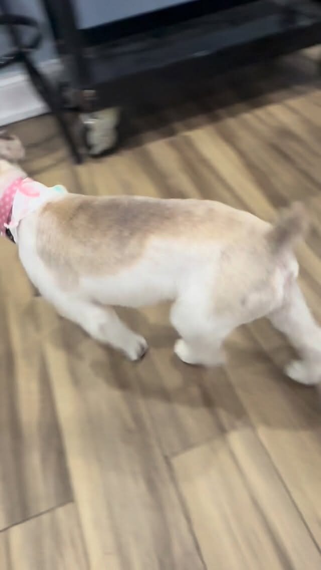 Instagram post from islanddoggroomingco. This post is in position 5.