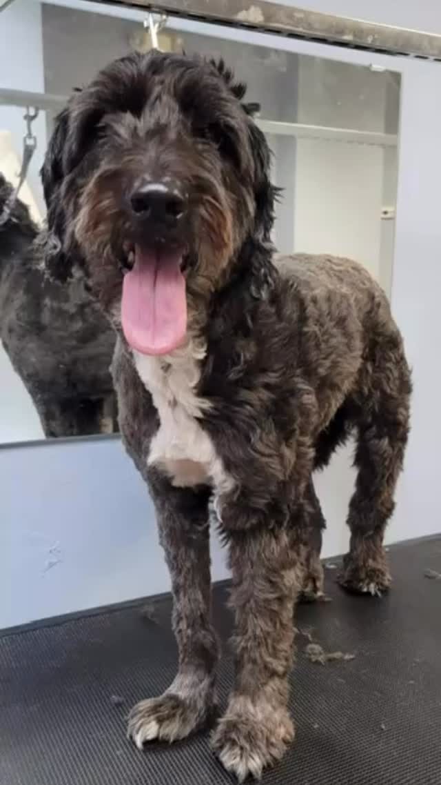 Instagram post from islanddoggroomingco. This post is in position 0.