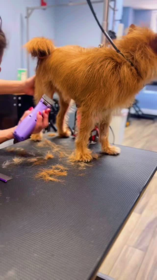 Instagram post from islanddoggroomingco. This post is in position 4.
