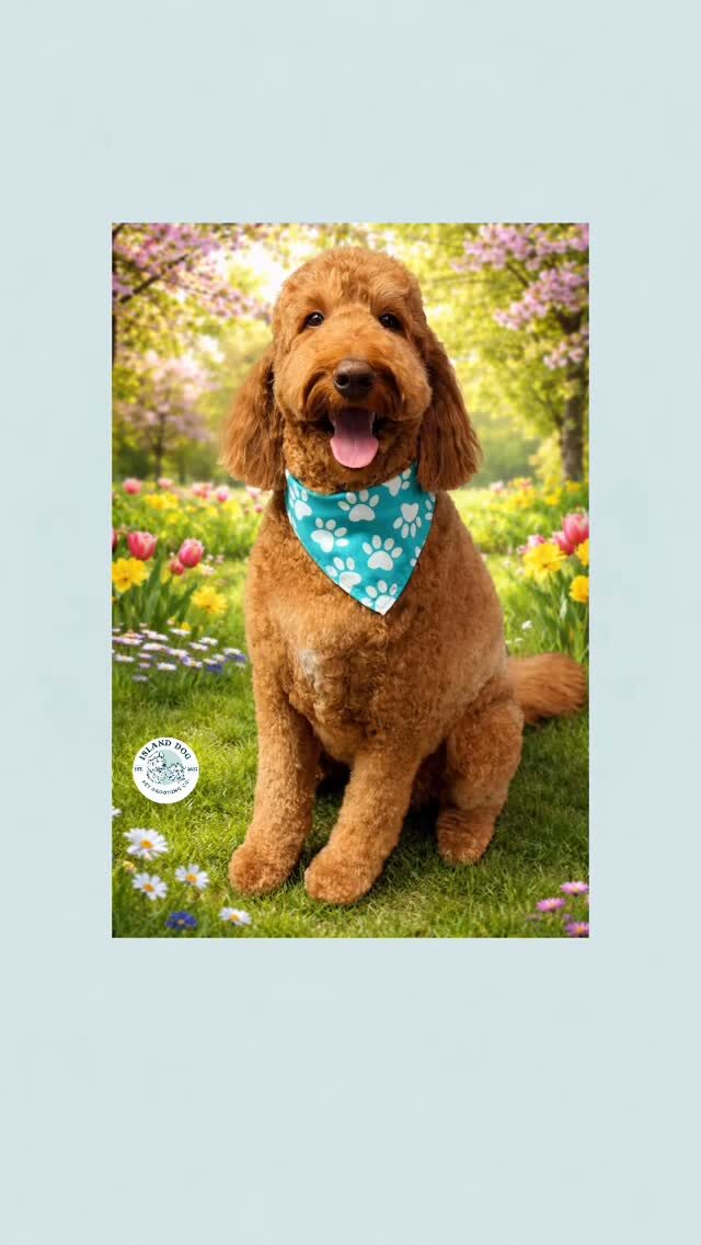 Instagram post from islanddoggroomingco. This post is in position 1.