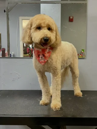 Instagram post from islanddoggroomingco. This post is in position 1.