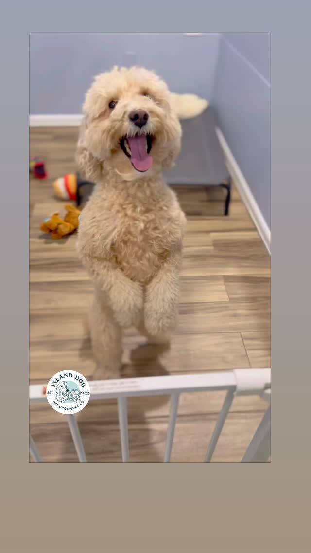 Instagram post from islanddoggroomingco. This post is in position 3.