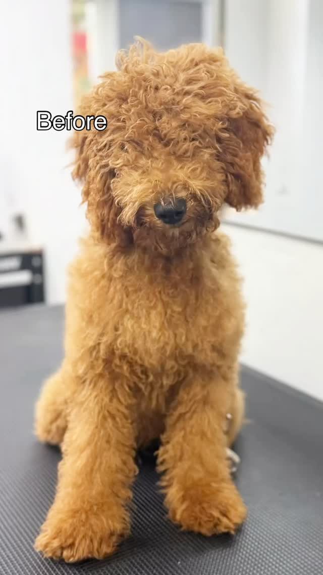 Instagram post from islanddoggroomingco. This post is in position 2.