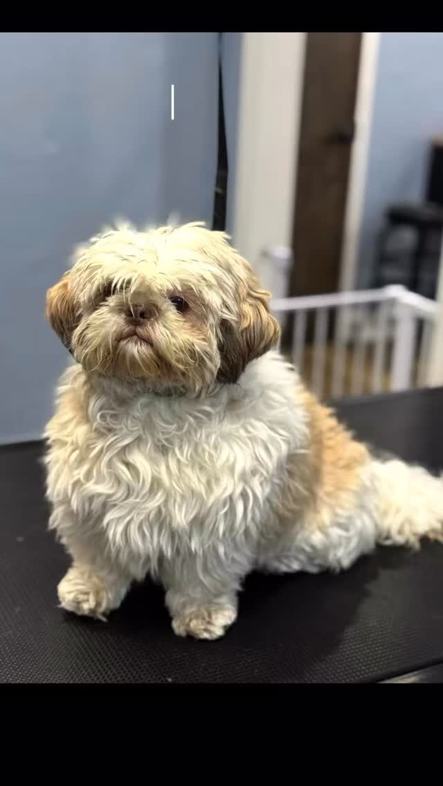 Instagram post from islanddoggroomingco. This post is in position 2.