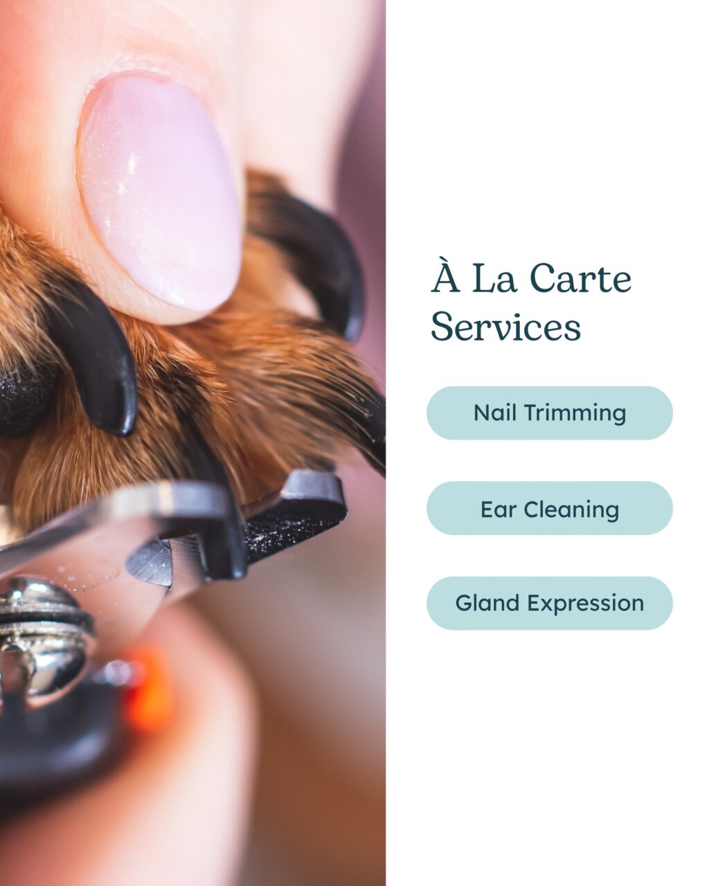 Instagram post from islanddoggroomingco. This post is in position 1.