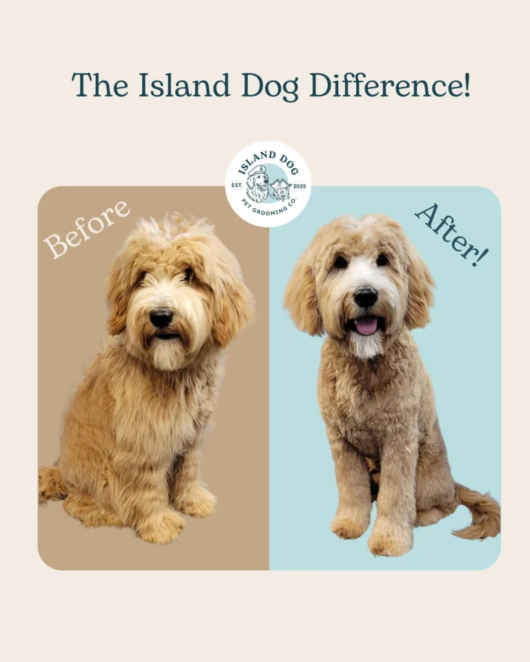 Instagram post from islanddoggroomingco. This post is in position 0.