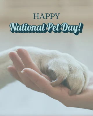 Instagram post from islanddoggroomingco. This post is in position 5.