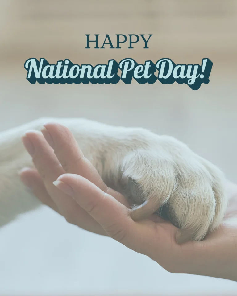 Instagram post from islanddoggroomingco. This post is in position 4.