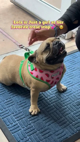 Instagram post from islanddoggroomingco. This post is in position 5.