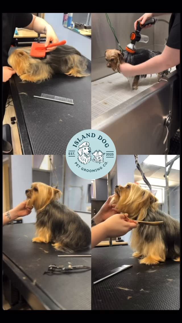 Instagram post from islanddoggroomingco. This post is in position 3.