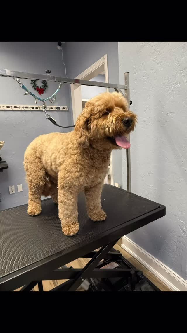 Instagram post from islanddoggroomingco. This post is in position 1.
