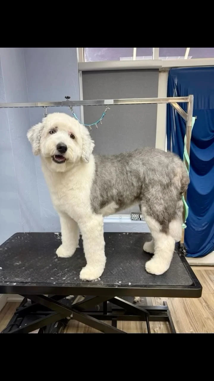 Instagram post from islanddoggroomingco. This post is in position 7.