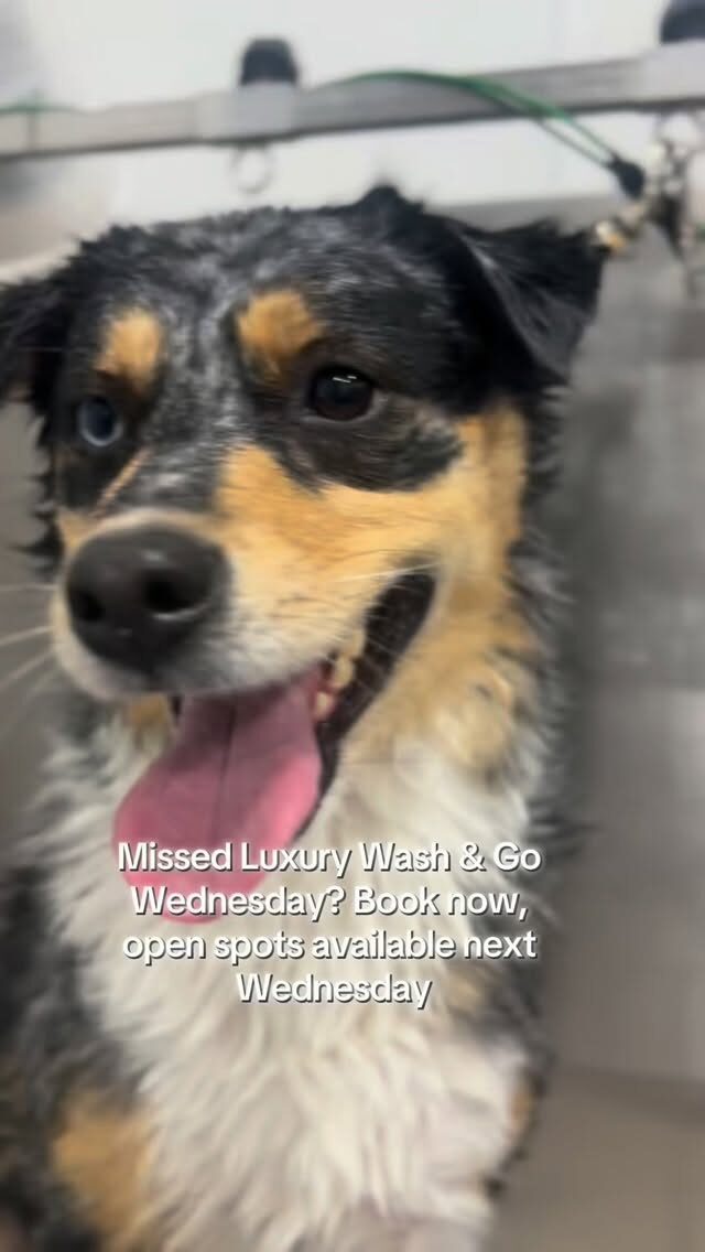 Instagram post from islanddoggroomingco. This post is in position 2.