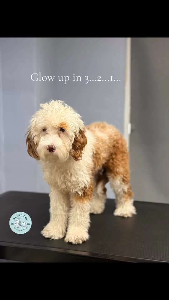 Instagram post from islanddoggroomingco. This post is in position 0.