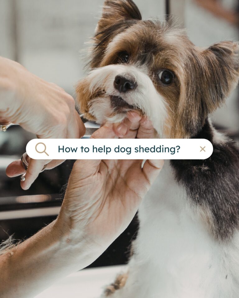 Instagram post from islanddoggroomingco. This post is in position 2.