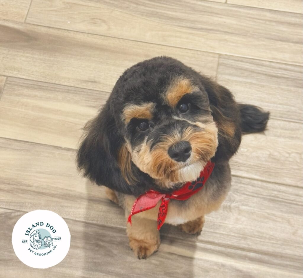 Instagram post from islanddoggroomingco. This post is in position 4.