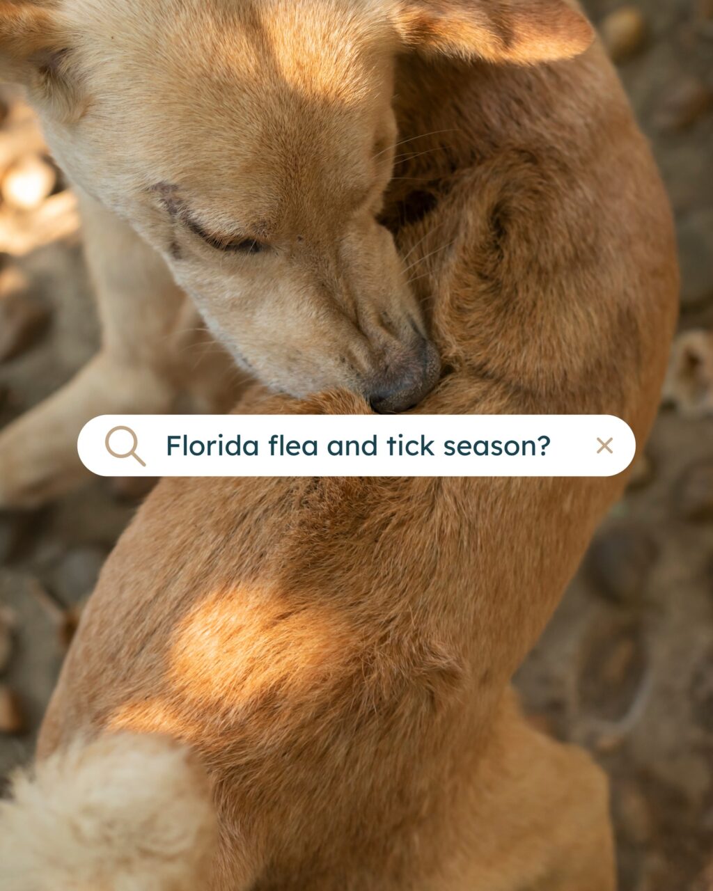 Instagram post from islanddoggroomingco. This post is in position 1.
