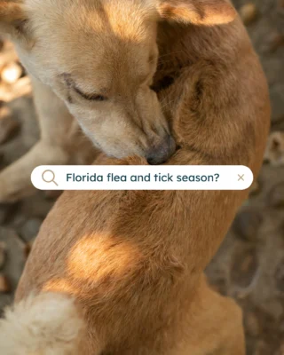 Instagram post from islanddoggroomingco. This post is in position 3.