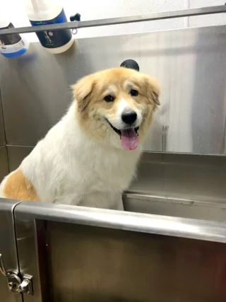 Instagram post from islanddoggroomingco. This post is in position 9.