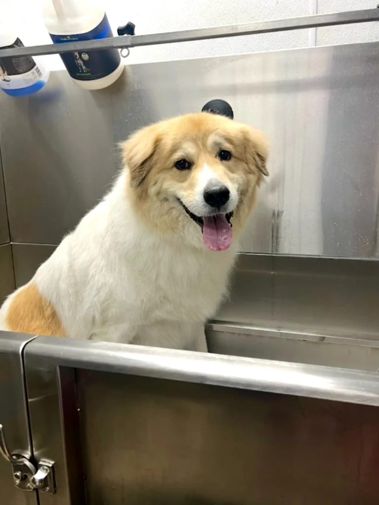 Instagram post from islanddoggroomingco. This post is in position 8.