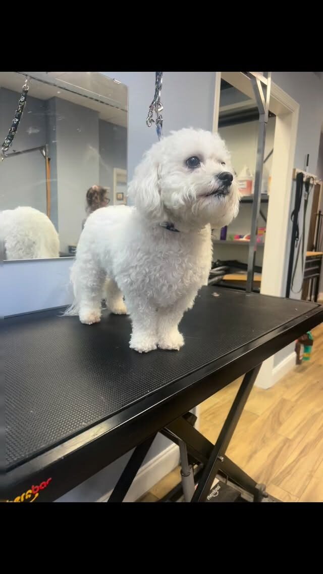 Instagram post from islanddoggroomingco. This post is in position 6.