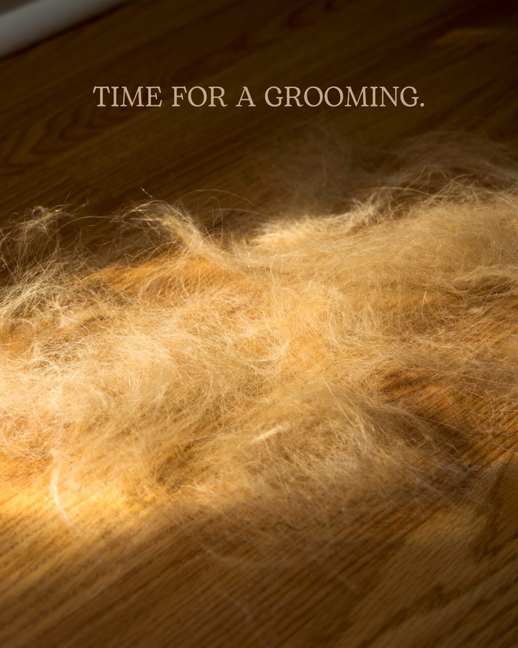 Instagram post from islanddoggroomingco. This post is in position 0.