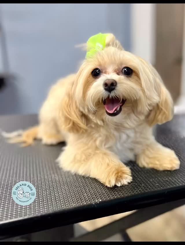 Instagram post from islanddoggroomingco. This post is in position 2.