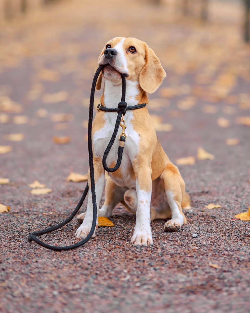 Instagram post from islanddoggroomingco. This post is in position 0.