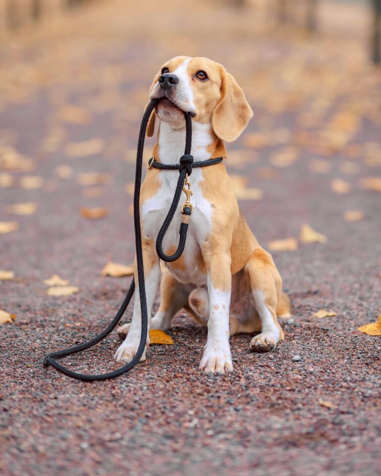 Instagram post from islanddoggroomingco. This post is in position 1.