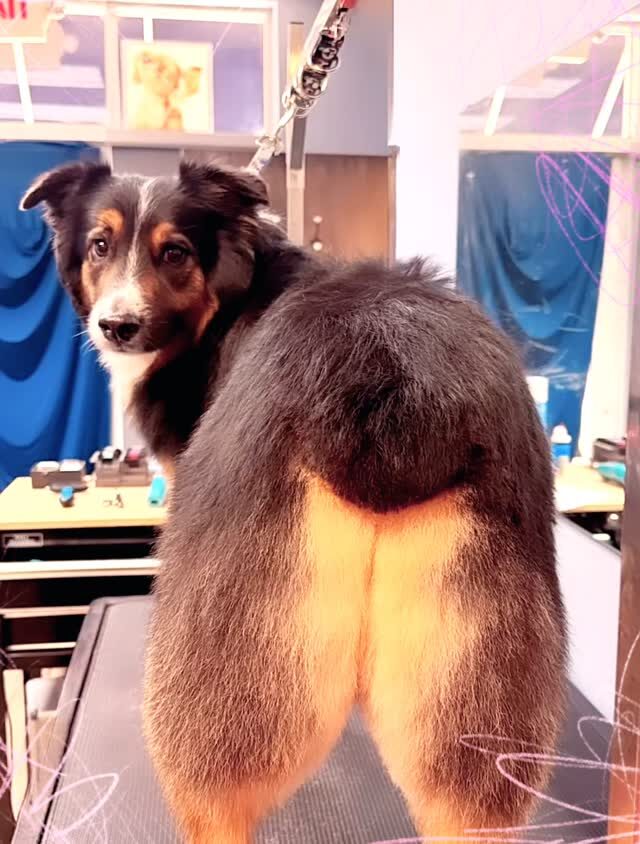 Instagram post from islanddoggroomingco. This post is in position 1.