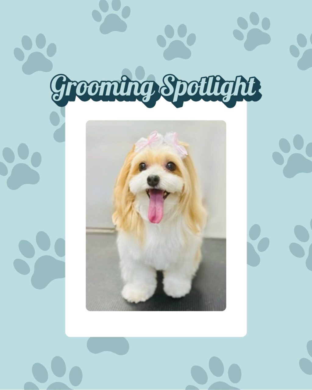 Instagram post from islanddoggroomingco. This post is in position 0.