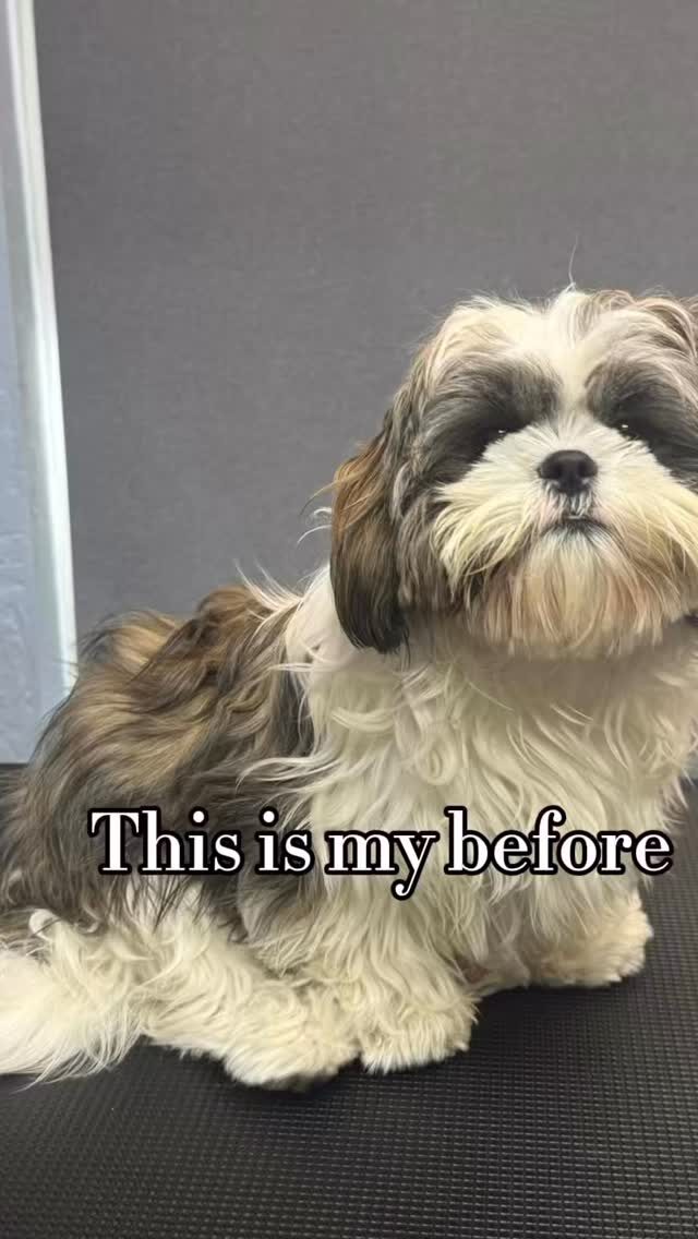 Instagram post from islanddoggroomingco. This post is in position 8.
