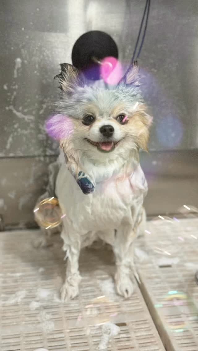 Instagram post from islanddoggroomingco. This post is in position 0.